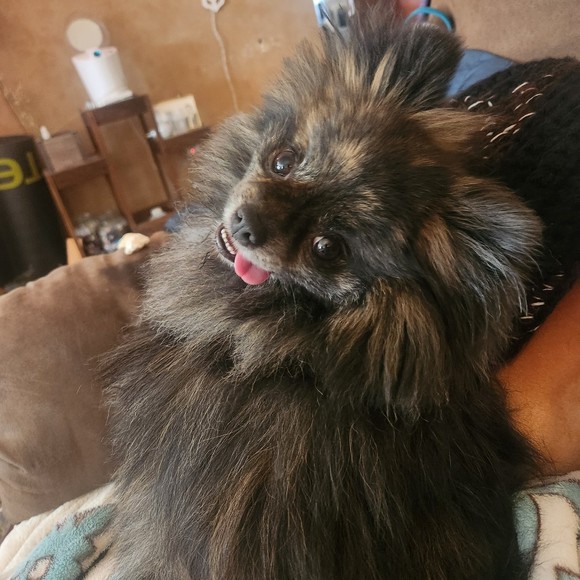 Meet your Posher, Erica - Picture 1 of 1